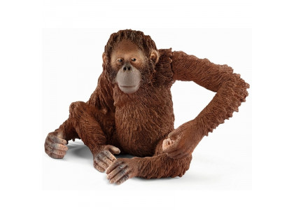 Orangutan samica   